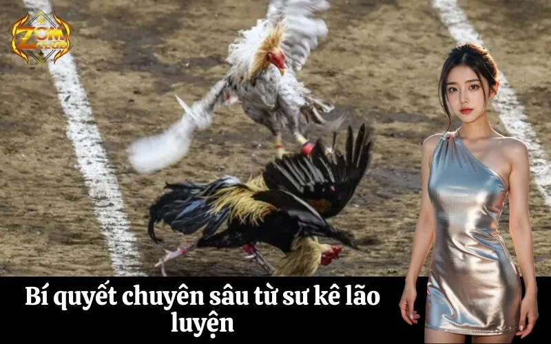Bí quyết chuyên sâu từ sư kê lão luyện