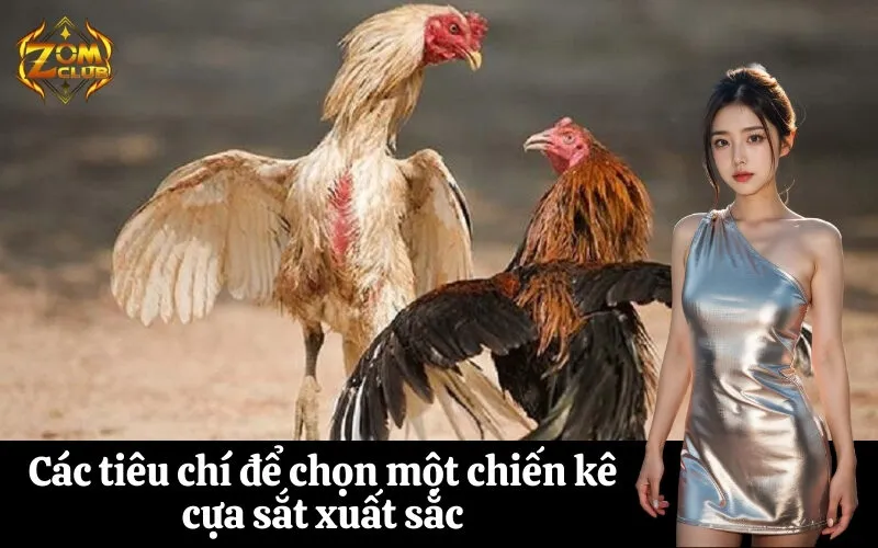 zomclub Các tiêu chí để chọn một chiến kê cựa sắt xuất sắc