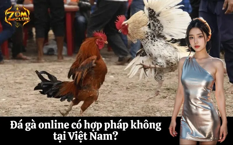 Đá gà online có hợp pháp không tại Việt Nam