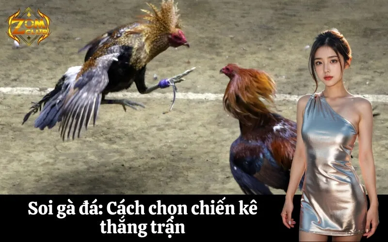 Soi gà đá Cách chọn chiến kê thắng trận